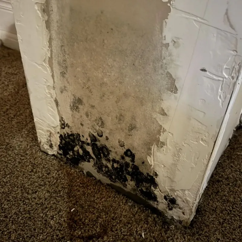 Professional Mold Removal in Letcher County, KY